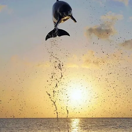 Lyra ocean sailing yacht: Contest 48 Botel Medemblik