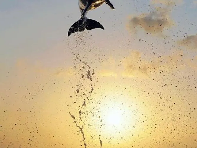 Enjoy Sailing From Hoorn To Dartmouth 1 May Till 13 May And From 15 May To Lissabon Arriving 27 May Or 29 Mai To Algarve Vilamoura Arriving 10 June 船屋 梅代姆里克